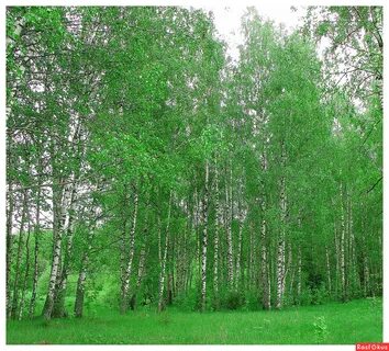 Березняки лес