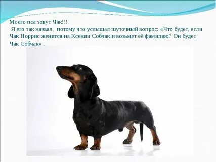 Пес 5 как зовут пса