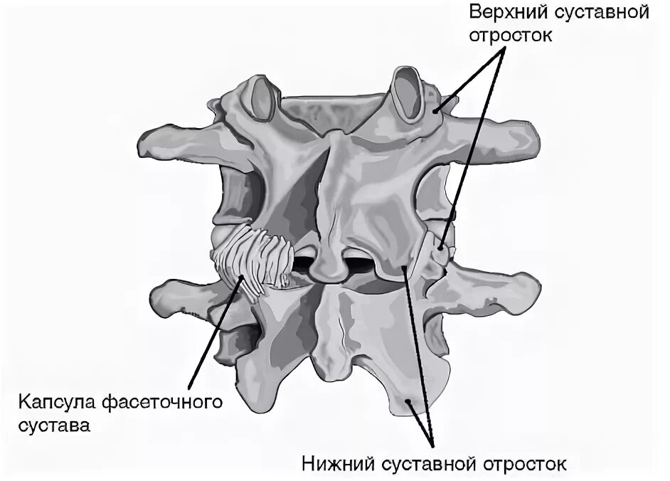 Нижняя фасетка дугоотростчатого сустава. Дугоотросчатые суставы позвонка. Дугоотросчатые суставы позвоночника. Дугоотросчатые суставы позвоночника что это. Дугоотросчатые суставы позвоночника что это.