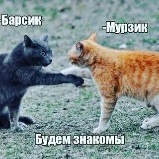 Включи они знакомы