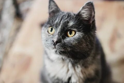Кошка лан фото