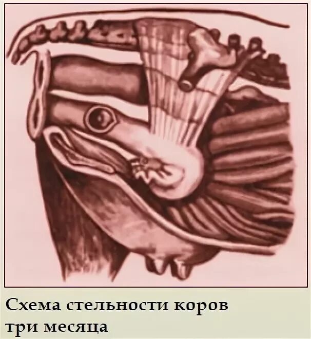 Многоплодная беременность у коровы. Теленок у двух маток. Теленок у двух маток. Ректальное исследование коров на стельность. Ласковый теленок.