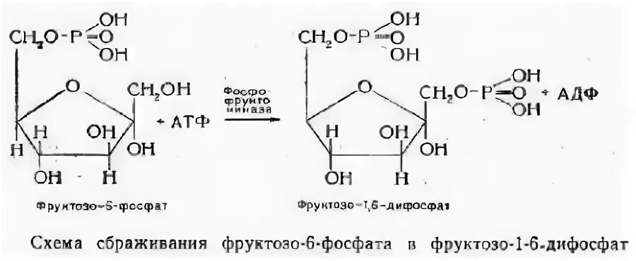 Фруктозо 6 фосфат АТФ фруктозо 1 6 дифосфат АДФ. 5 Фруктозо 6 фосфат. Фруктозо 1 6 дифосфат формула. D-фруктозо-1,6-дифосфат.