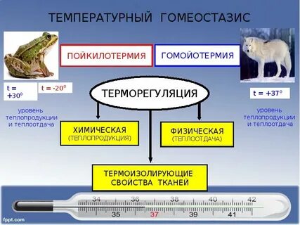 Гетеротермия это