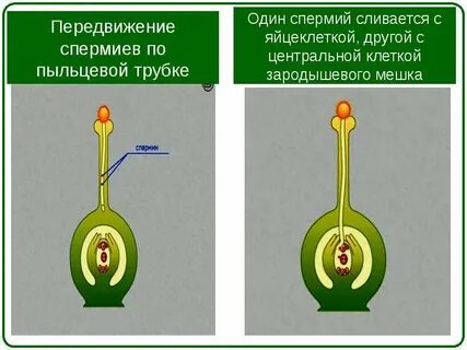 Два спермия центральная клетка