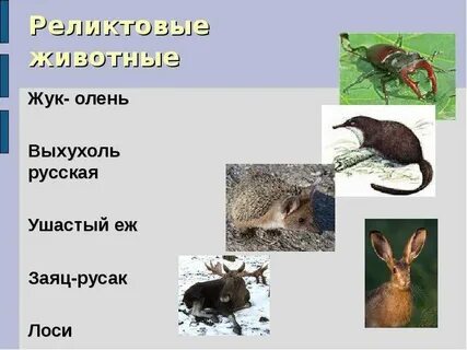 Реликты животные