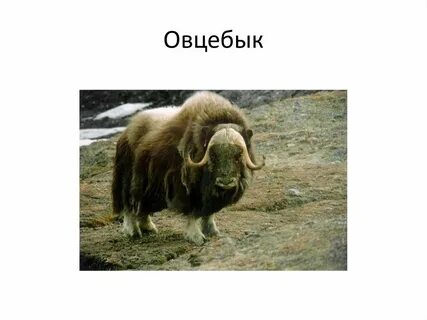 Сколько овцебыков
