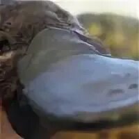 Утконос. Клюв утконоса. Клюв утконоса. Сумчатый утконос. Клюв утконоса.