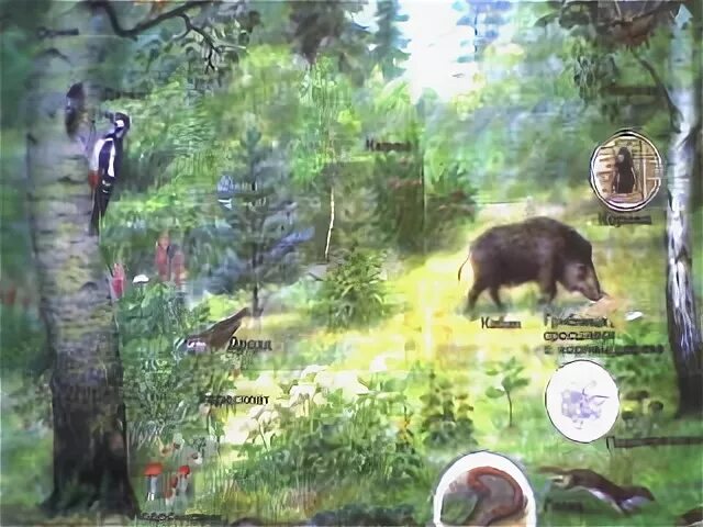 Жизнь леса окружающий мир 4 класс рабочая