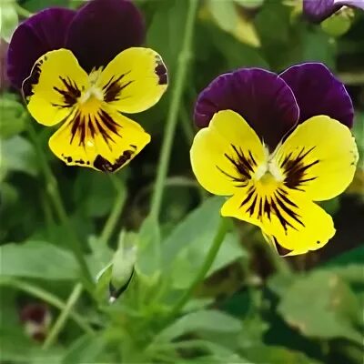 Виола виттрока почва. Виола микс рассада. Семена виолы бархатный вельвет. Виола цветы выращивание из семян. Виола цветы выращивание из семян.