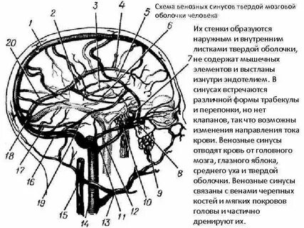 Венозные синусы головного мозга