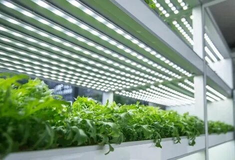 Led grow plant