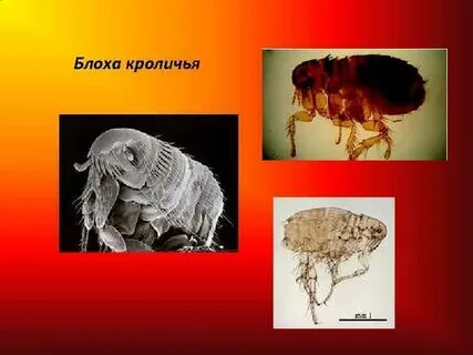 Какая блоха