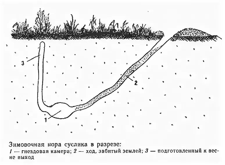 Суслик схема. Норы Сурков схема. Схема Норы сурка. Строение Норы суслика. Схема Норы суслика.