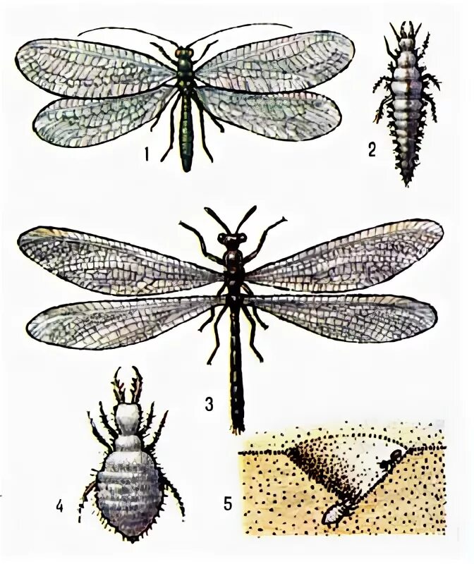 сетчатокрылые насекомые представители. отряд сетчатокрылые крылья. сетчатокрылые метаморфоз.