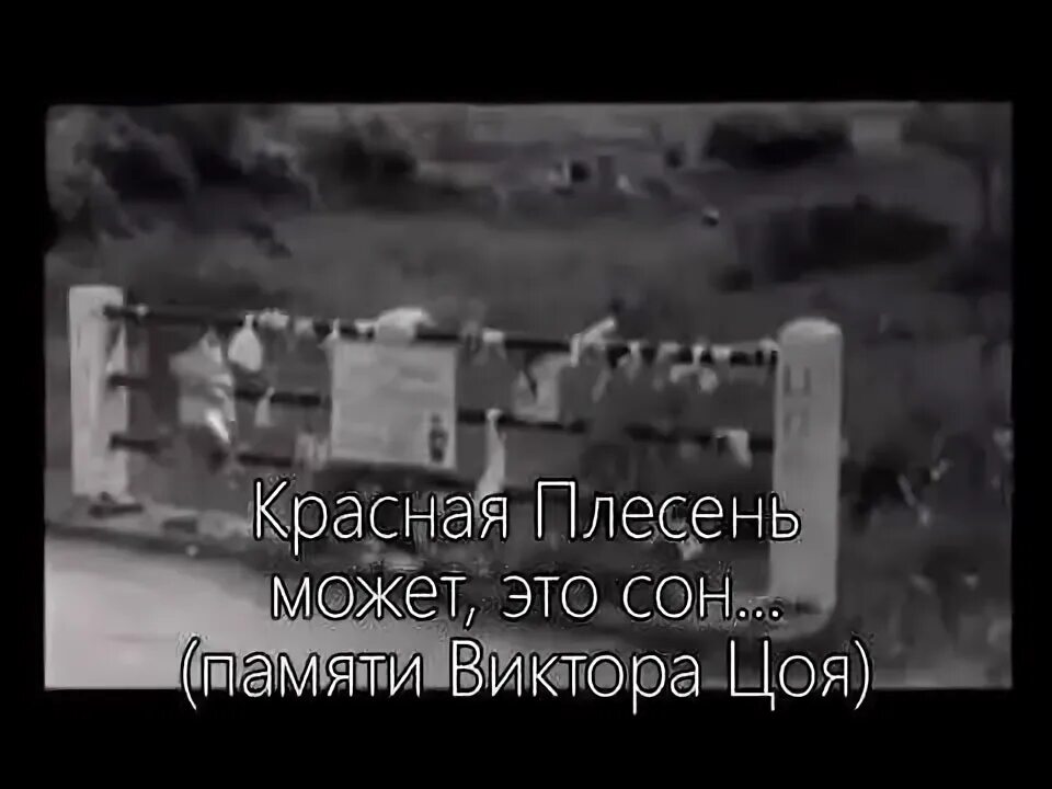 Красная плесень а может это сон