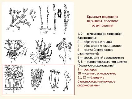 Вегетативный мицелий