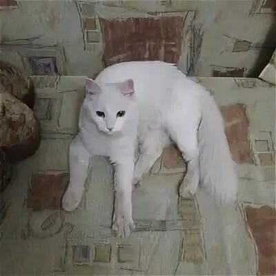 Просто кошки нижний новгород. Котя в саранске. Кот в марте. Просто кошки нижний новгород. Кот в марте.
