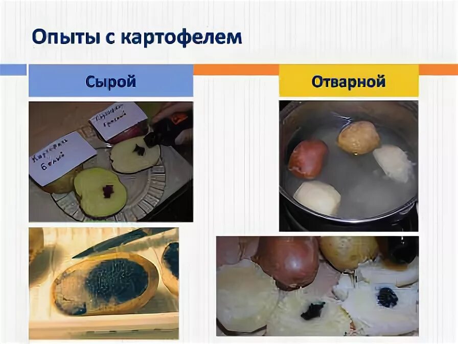 Эксперимент перекись водорода и картофель