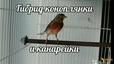 Выполните поиск по словам канарейки и щеглы