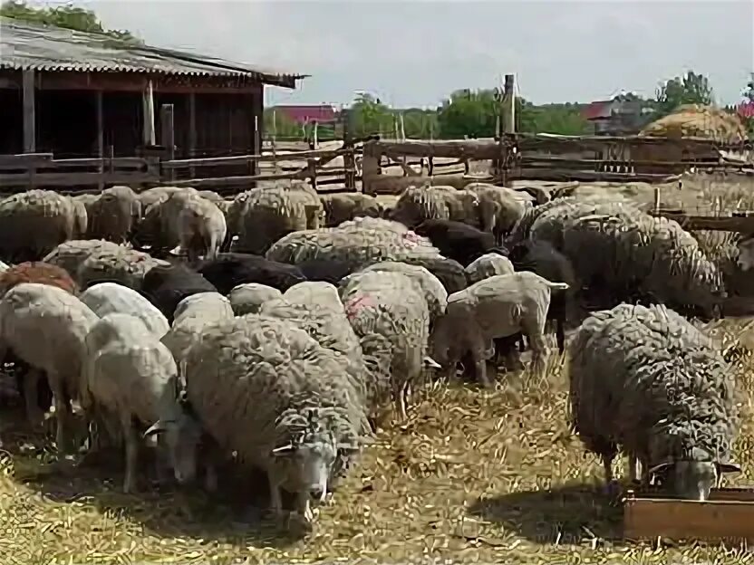 Смешанное стадо. Авито овцы ульяновский. Иль де франс порода овец. Sale sheep. Псков овца.
