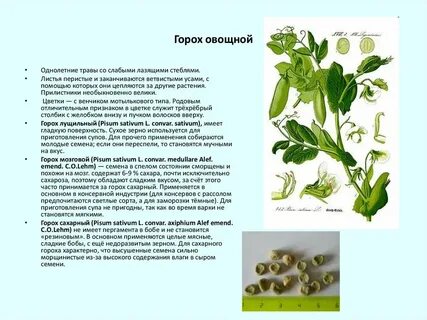 Описание гороха