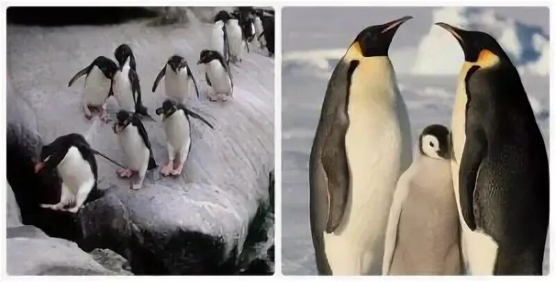 Пингвин фото для детей. Как ни странно пингвины это птицы. Где обитают пингвины кроме антарктиды. Как ни странно пингвины это птицы. Благо вайт пингвины королевский.