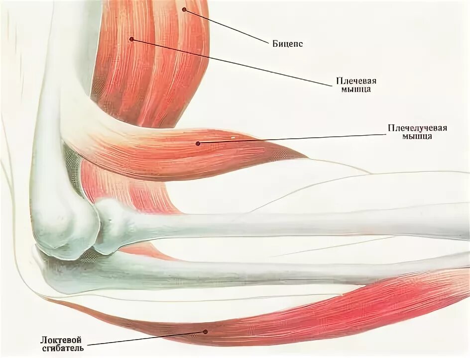 К чему крепится бицепс. Бицепс анатомия мышцы. Сухожилие двуглавой мышцы плеча. Строение бицепса руки. Длинная головка бицепса.