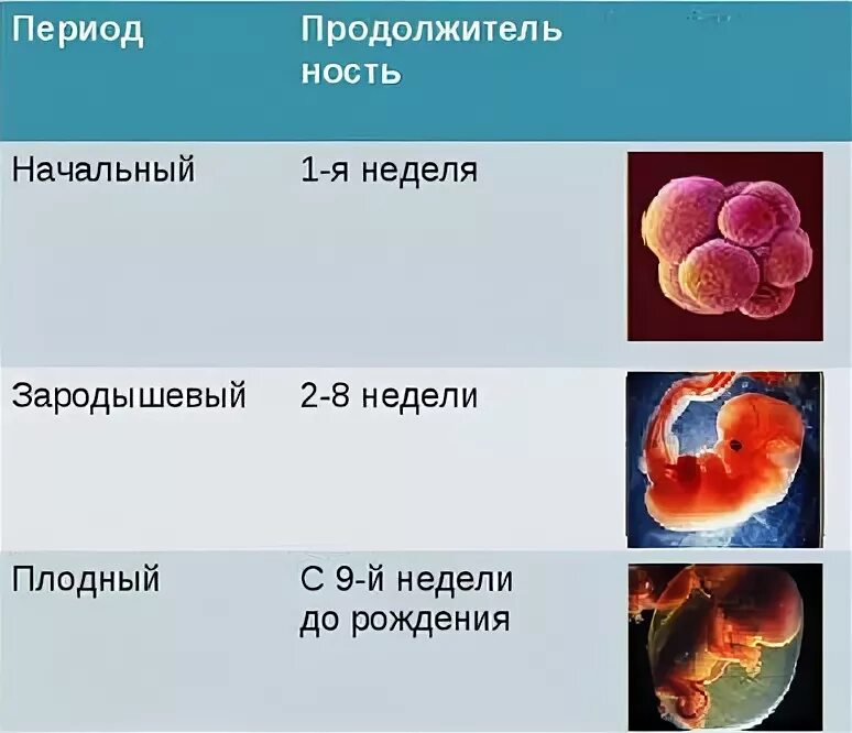 Эмбриональный и плодный периоды. Периоды развития эмбриона этапы. Начальный период развития эмбриона. Начальный зародышевый и плодный период. Начальный период развития человека