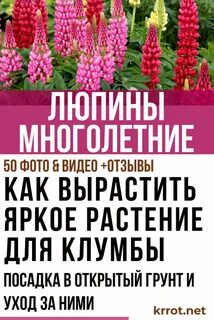 Люпин когда сажать семена на рассаду