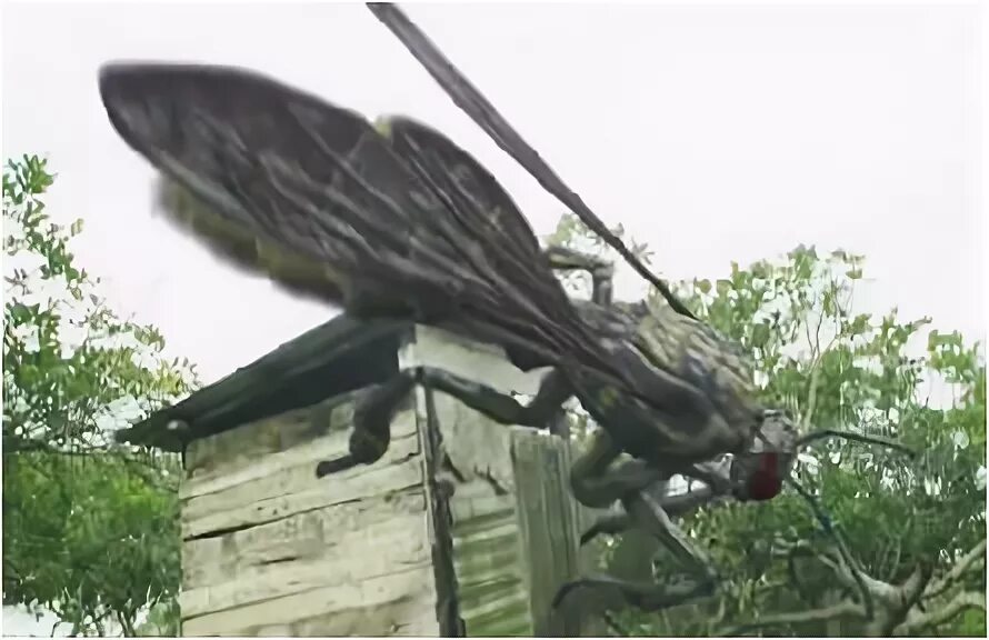 Драконовые осы. Драконовые осы. Dragon wasps 2012. Драконовые осы. Драконовые осы 2 фильм.