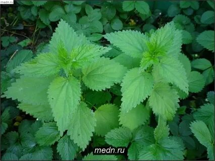 Запах крапивы