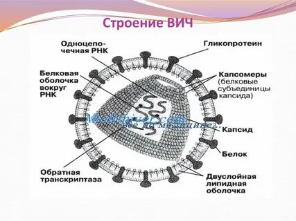 Строение вич