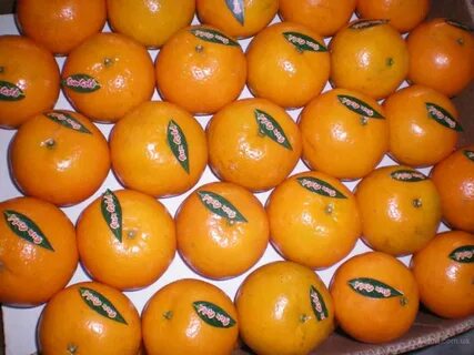 Al masoud апельсины