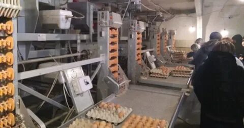 Маис пензенской