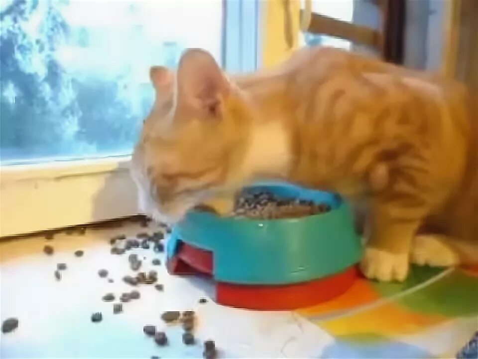 Кот экскаватор видео. Сфинкс кот экскаватор. Кот ест как экскаватор. Кот экскаватор. Кот ковш.