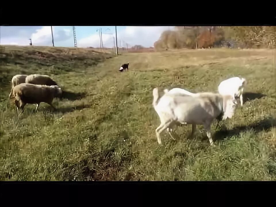 Я барашек пас видео. Лежачая овца. Овцы на лугу фото. Выпас козы на привязи. Lamb closer.