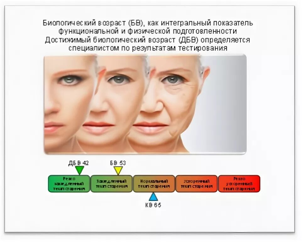 Тест на биологический возраст по частоте. Биологический Возраст. Оценка биологического возраста.