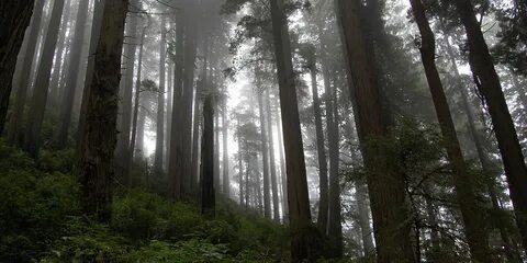 Big forest