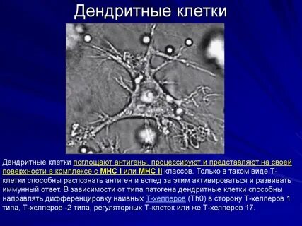 Дендритные иммунные клетки