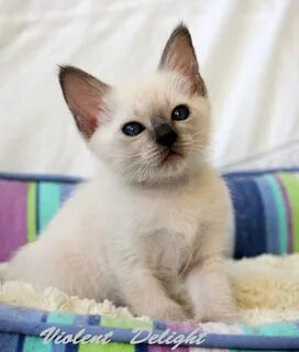 Тайские котята