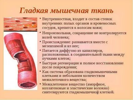 Средний слой сосудов образован мышечной тканью