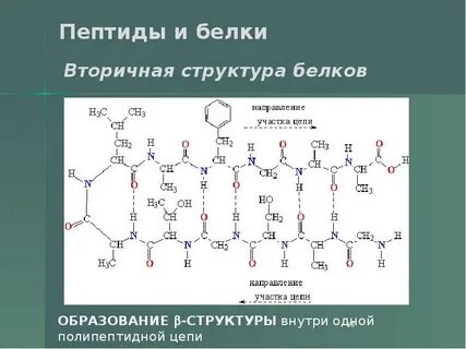 Первичная полипептидная цепь