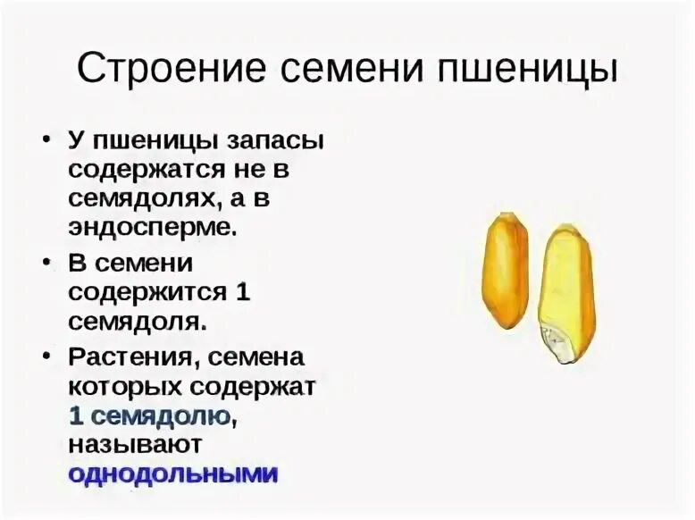 В семени пшеницы есть