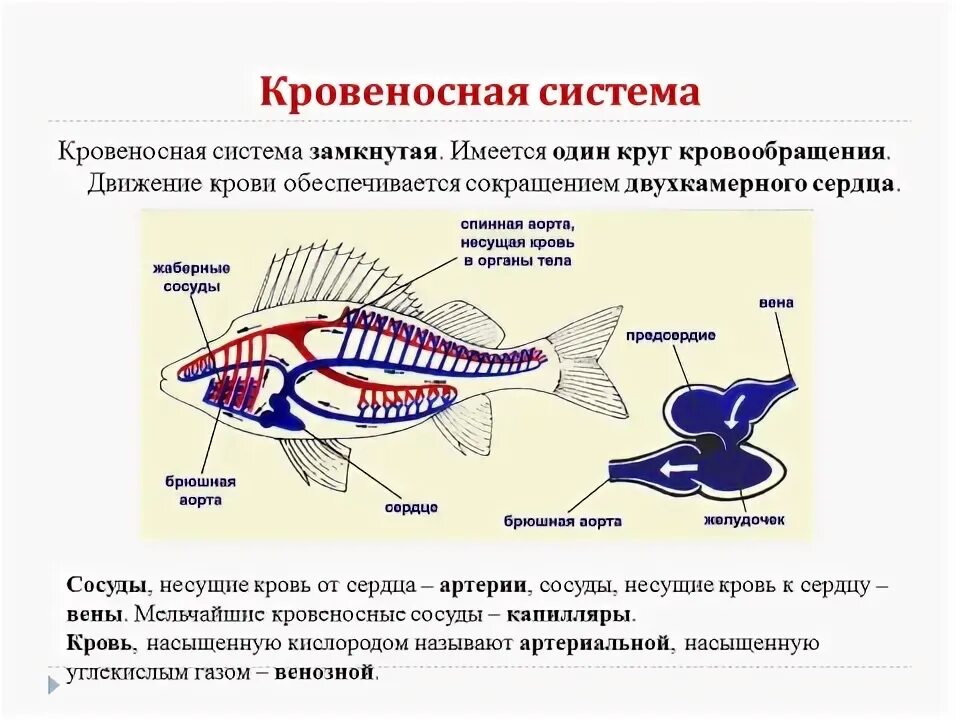 Особенности внутреннего строения и процессов жизнедеятельности рыб.. Строение рыбы 7 класс биология. Строение рыбы 7 класс. Внутреннее строение рыбы.