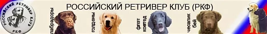 Питомник ретриверов в москве. Российский ретривер клуб. питомник лабрадоров в москве. ретривер клуб ижевск. ррк форум лабрадор.