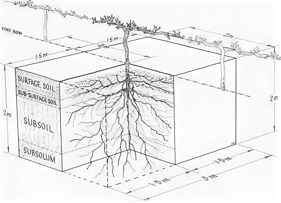 Корневая система винограда. Корневая система винограда глубина. Корневая система винограда Размеры. Уопневая система виноград. Корневая система винограда схема Размеры.