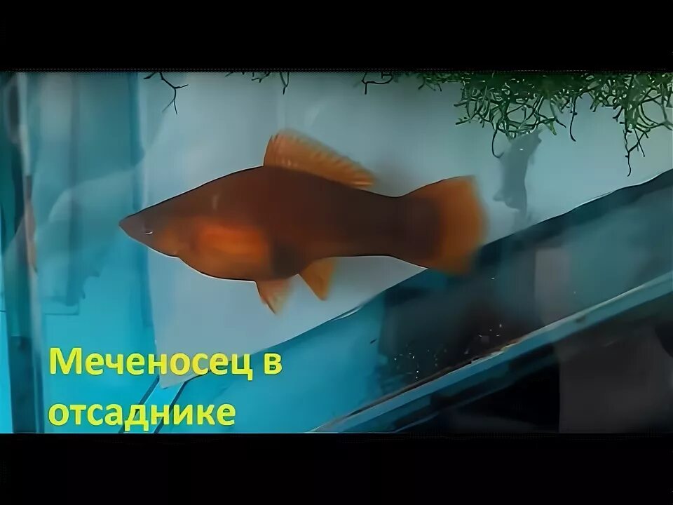 Самка меченосца родила. Беременность самки меченосца. Беременный меченосец. Мальки берлинского меченосца. Беременность самки меченосца.