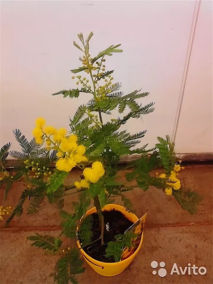 Можно ли вырастить мимозу дома