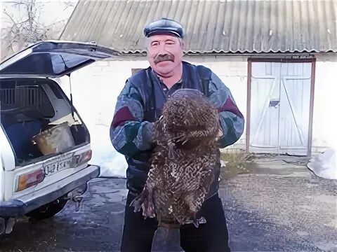 ручной бобер. человек бобр. человек бобр. ручные бобры. бобры фото.